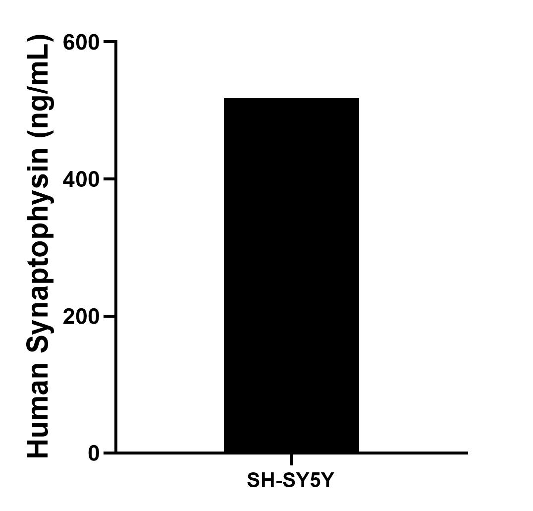 The mean Synaptophysin concentration was determined to be 518.35 ng/mL in SH-SY5Y cell extract based on a 2.2 mg/mL extract load.